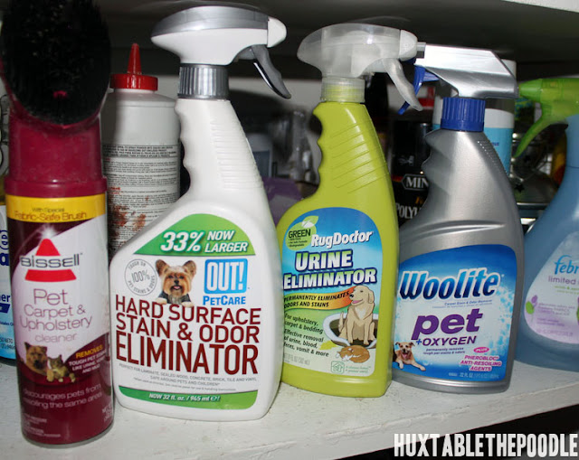 Huxtable The Poodle Toy Poodle Blog Parti Poodle Product Review