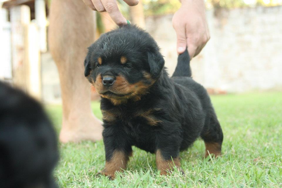 CANIL QUILOMBO - MELHOR ROTTWEILER DO BRASIL ABSOLUTO 2011 CBRR
