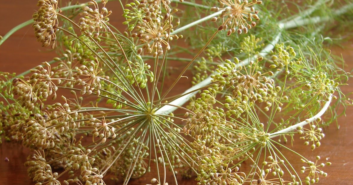 New Utah Gardener Harvesting Dill!
