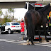 Gangelt: Feuerwehr befreit Pferd nach Unfall aus dem Anhänger