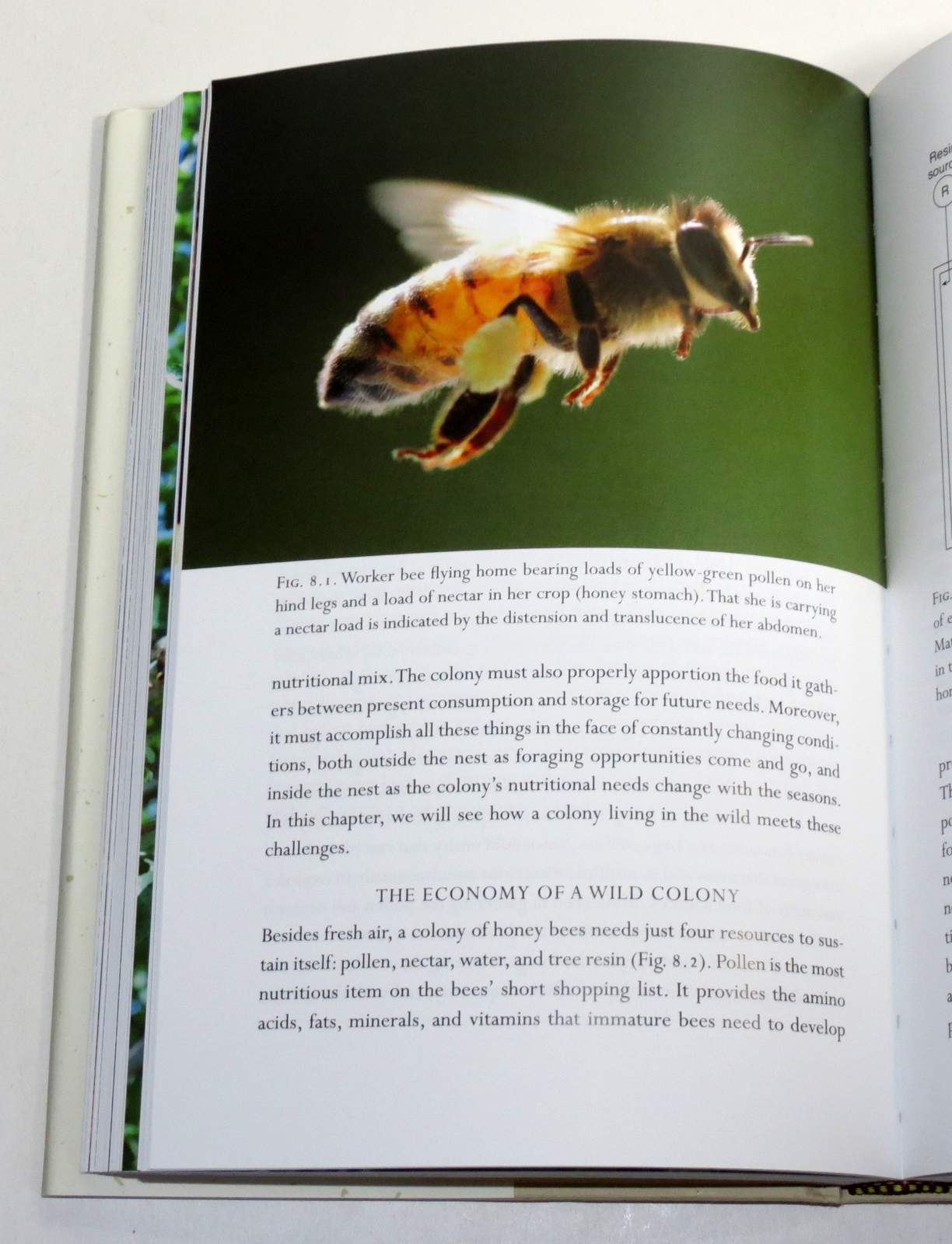 Book Review The Lives of Bees, The Untold Story of the Honey Bee in