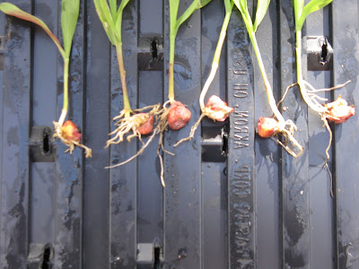 starter fertilizer damage corn radicle starter fertilizer damage corn radicle