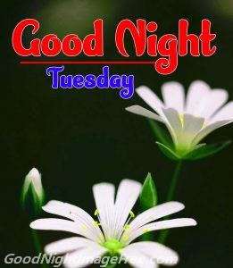 Happy Tuesday Good Night Image