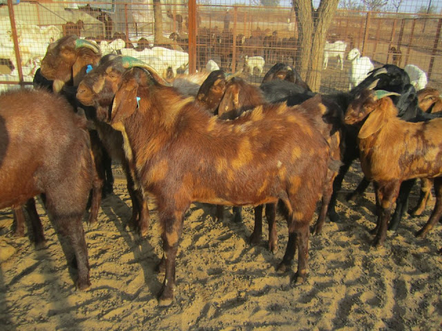 Most Popular Indigenous Breeds of Goats in India