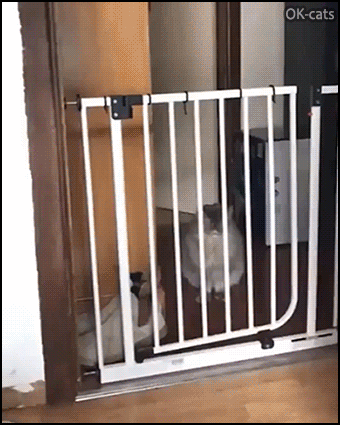Funny Cat GIF • Clumsy cat tries to jump over baby gate but fails and knocks it down, haha Funny Cat GIF • Clumsy cat tries to jump over baby gate but fails and knocks it down, haha