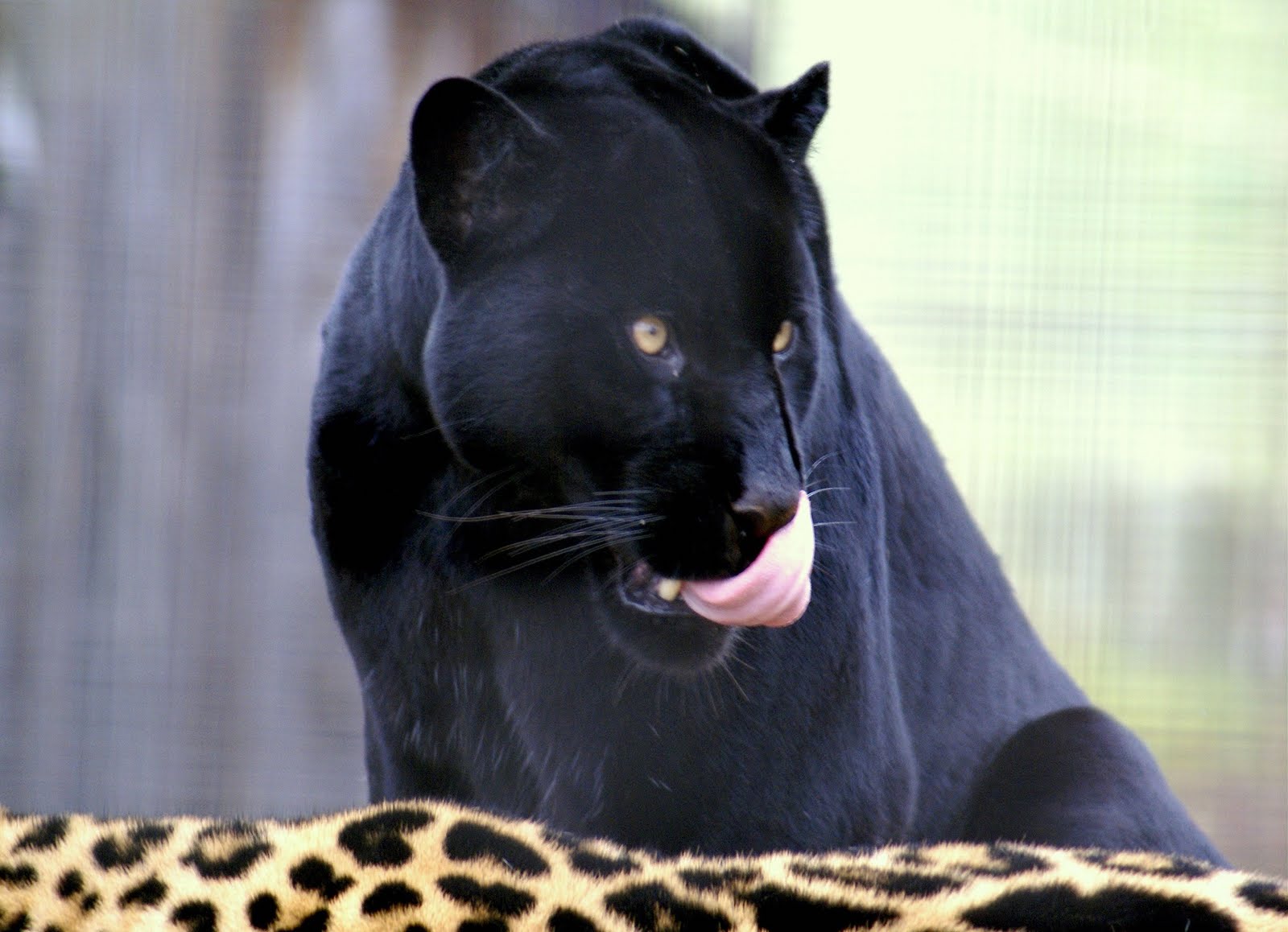 All In One Lovely Desktop & Mobile Wallpapers Black Big Cats Wallpapers