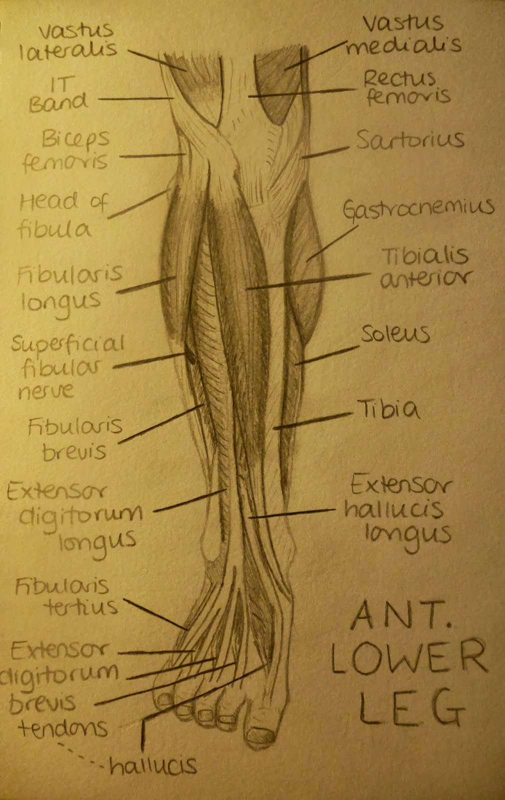 Physiotherapy Revision: Anatomy