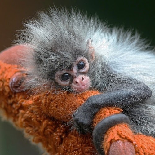 Обезьянки (14 фото)