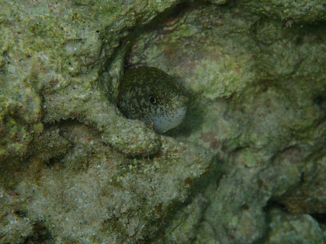 Uropterygius macrocephalus Uropterygius macrocephalus