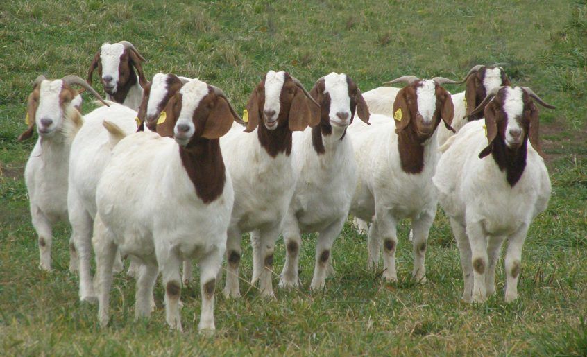 Breed selection criteria for profitable goat farming