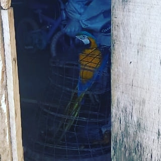 No local, os policiais militares foram recebidos pela proprietária de um sítio, que franqueou a entrada para fiscalização, onde foi localizada uma ave da fauna silvestre da espécie Arara-canindé, que encontra-se na lista de animais em extinção.