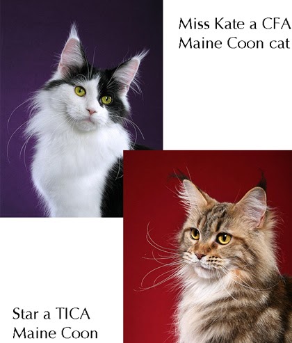 and Maine Coon Comparison