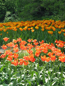 Royal Botanical Gardens orange tulips by garden muses-not another Toronto gardening blog
