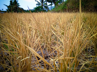 Dried Paddy Plants In The Rice Field Crop Failure In The Dry Season North Bali Indonesia