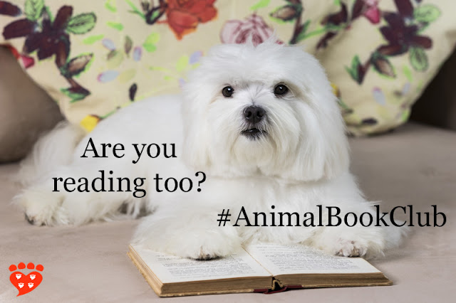 Pets on the Couch: A Maltese reads a book for the Animal Book Club