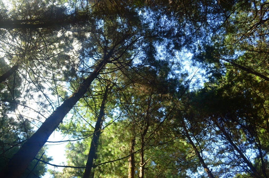 Donde el viento me llevó noviembre 2014