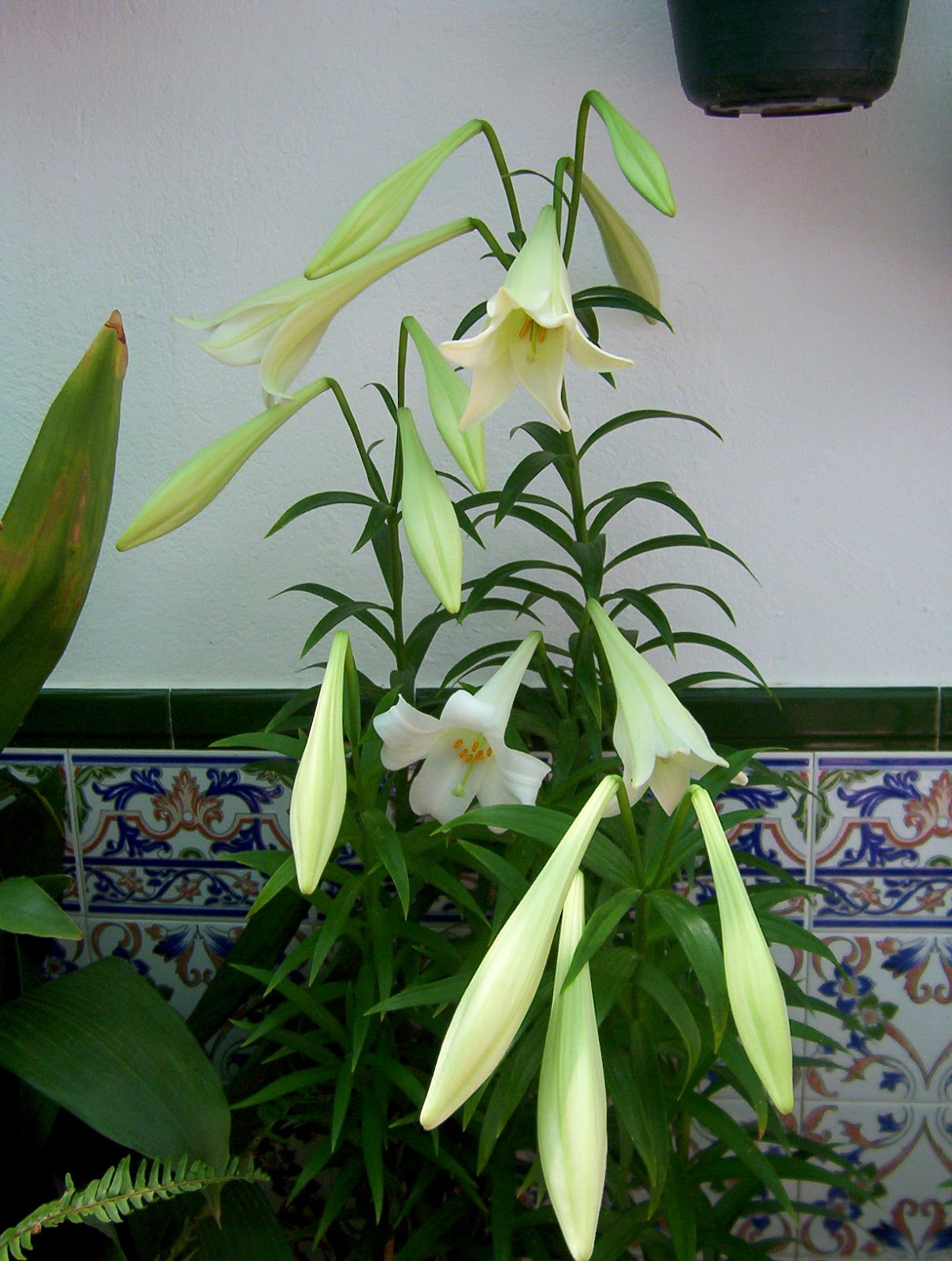MIS FLORES: AZUCENAS