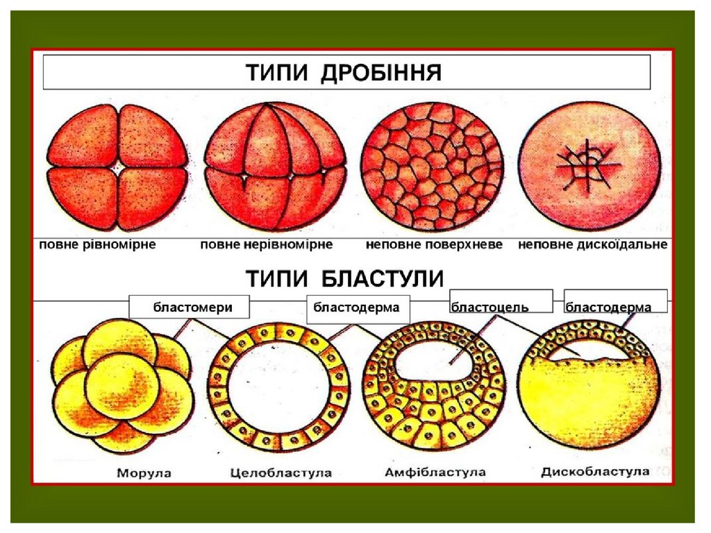 Стадии дробления образование морулы. Типы дробления бластомеры морула. Бластула бластомеры. Чем отличается стадия морулы от бластулы. Бластомеры морулы.