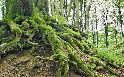 Gambar akar tumbuhan