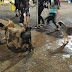 Cachorros aparentemente abandonados geraram transtornos e atacaram pessoas na praça 09 de Julho durante especial de Natal.