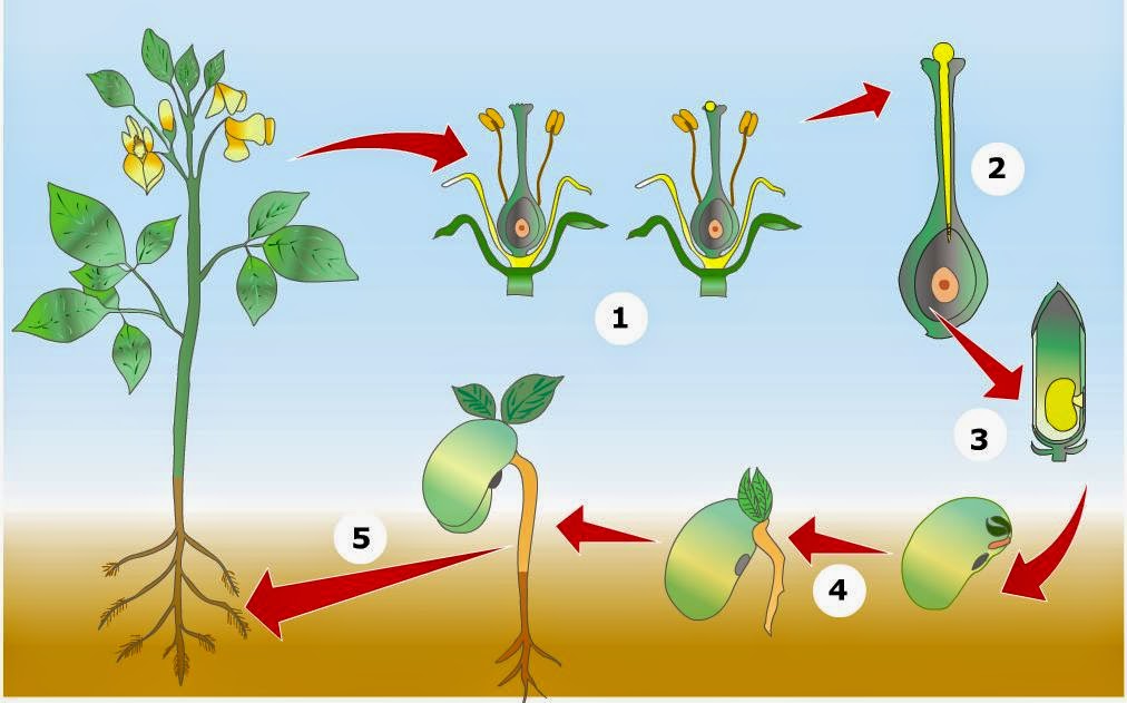 Biología y Geología Toni: 1º BACHILLERATO. REPRODUCCIÓN VEGETAL