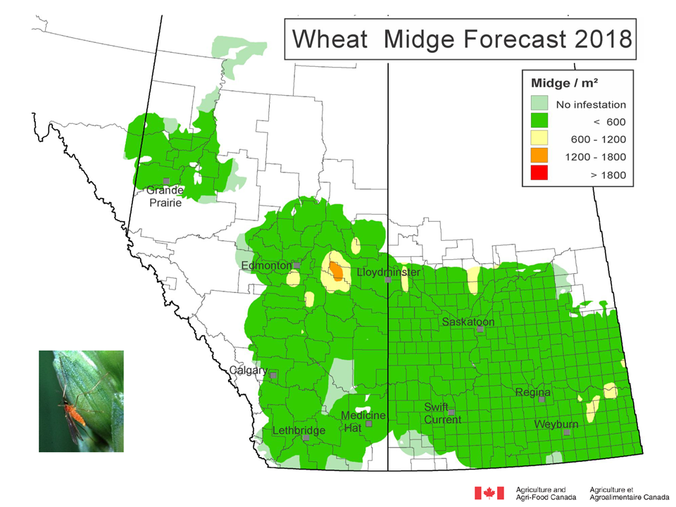 Prairie Pest Monitoring Network Blog Wheat midge (Jun 14, 2018; Wk 06)