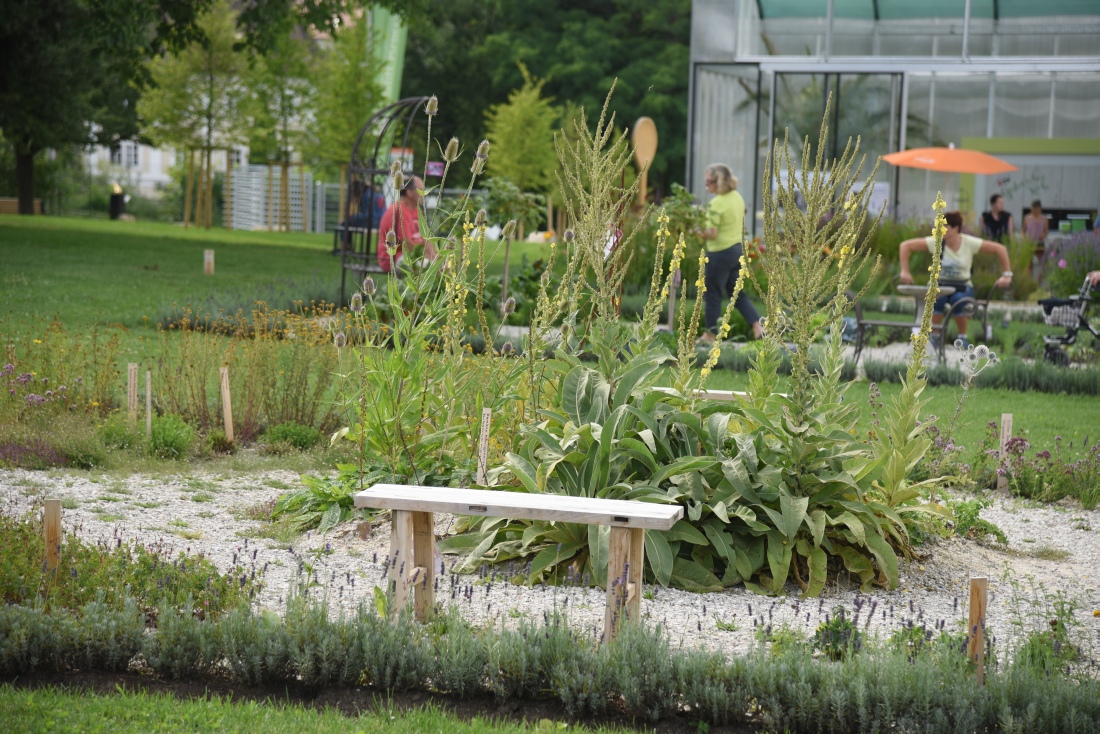 Storchschnabel Und Andere Stauden Juli 2017