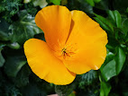 Eschscholzia californica