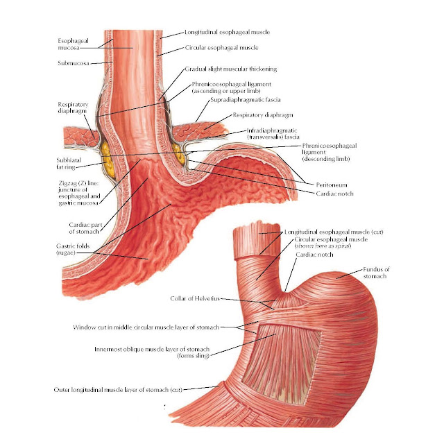 Esophagogastric Junction Anatomy