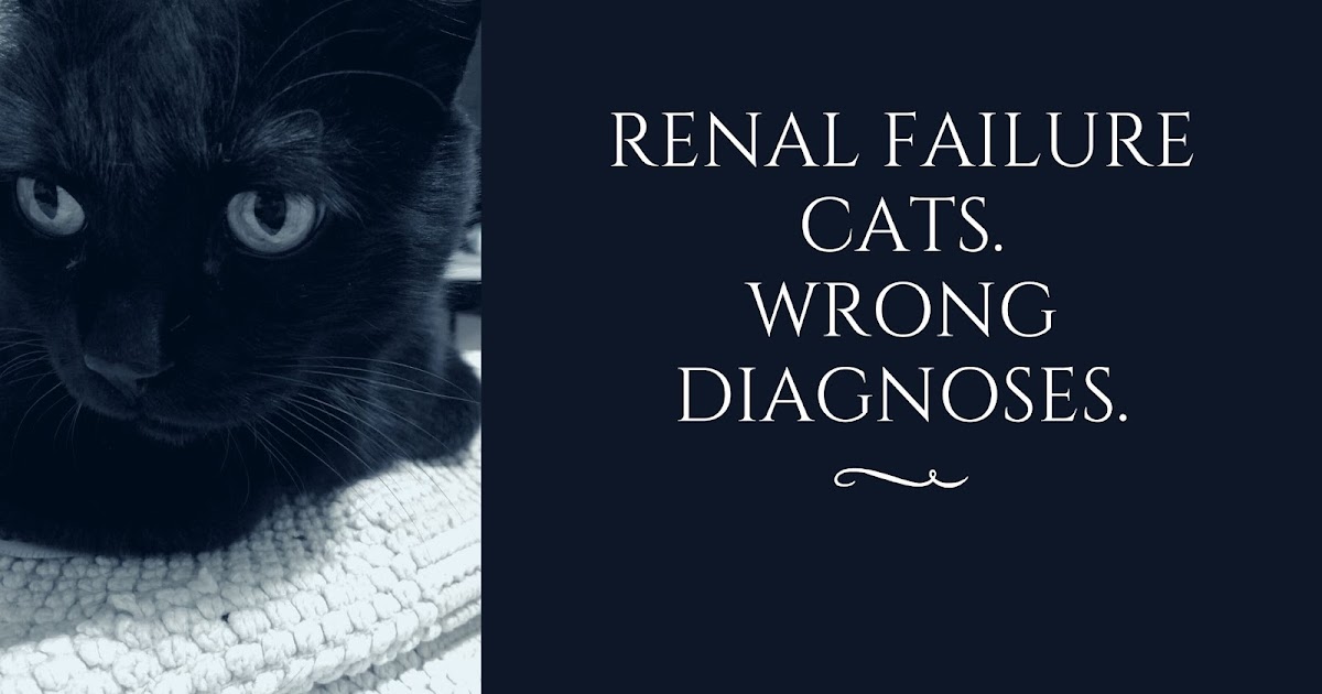 Insufficienza renale gatti e la diagnosi sbagliata. Insufficienza renale gatti e la diagnosi sbagliata.