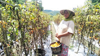 Banyaknya Pasokan Tomat Dari Lombok, Petani Tomat Bima Menjerit