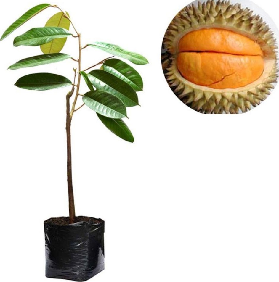 BIBIT TANAMAN DURIAN BAWOR Sumatra Utara