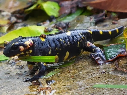 Salamandra