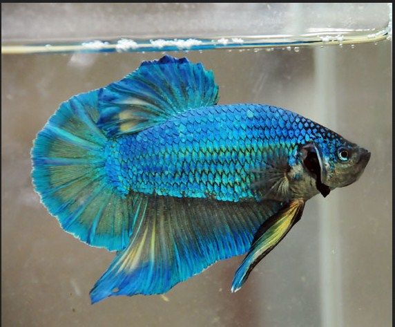 aquascape kecil jenis ikan hias kecil untuk akuarium dan aquascape beserta aquascape kecil jenis ikan hias kecil untuk akuarium dan aquascape beserta
