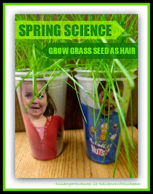 Simple Science for Spring: Grass Seed becomes HAIR! via RainbowsWithinReach
