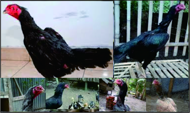 Bongkar Berikut Ciri Fisik Bangkok Betina Berkualitas Yang Harus Kamu Ketahui Sidomulyo Farm