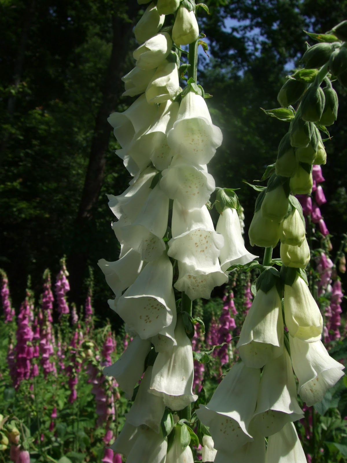 Hearth and Hedge Foxglove (Toxic)