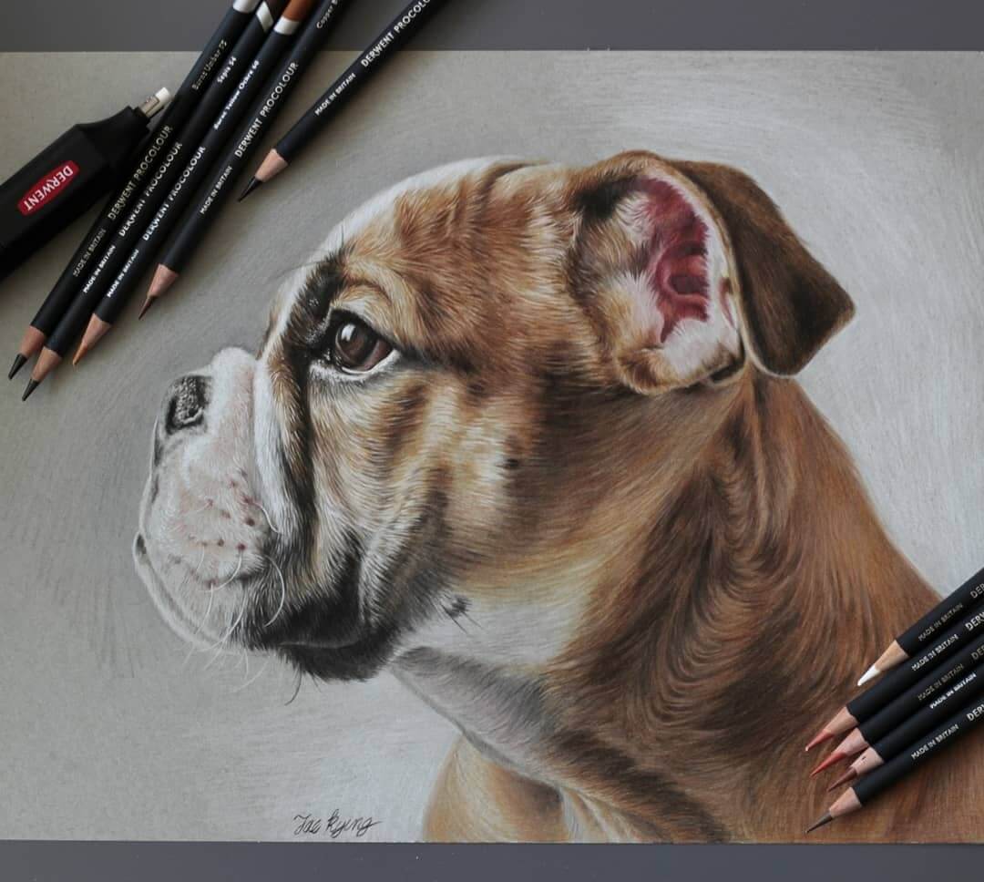 Wildlife Pencil Drawings Animals From The Forest