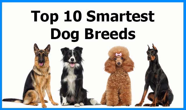 what is the smartest medium sized dog