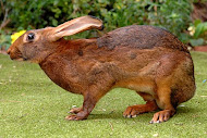 Белгийски заек(Belgian Hare)