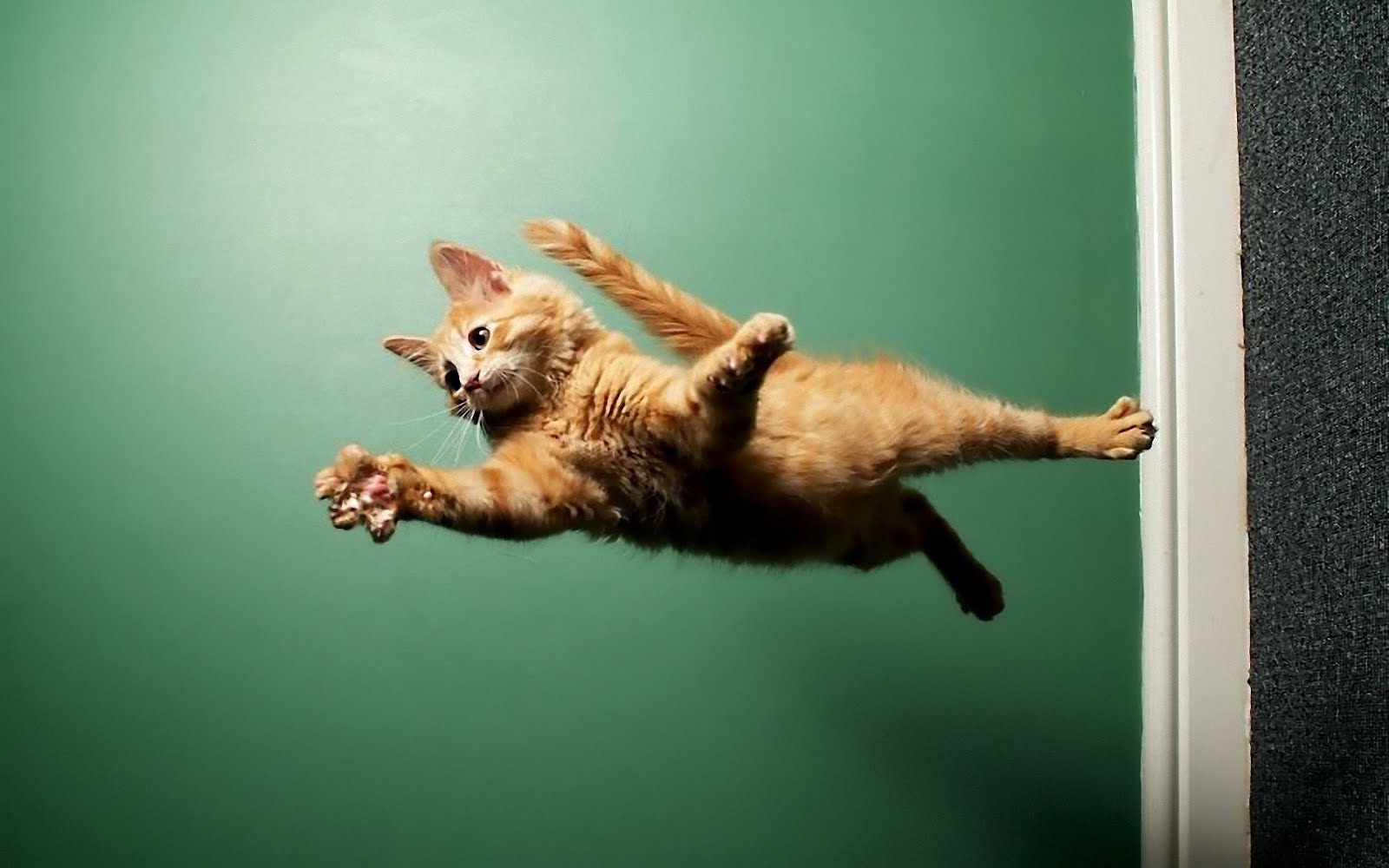 ¿Qué es el síndrome del gato volador?