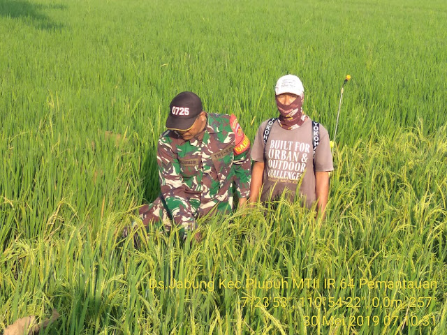 Babinsa dan Petani Monitoring Kesuburan Padi Babinsa dan Petani Monitoring Kesuburan Padi