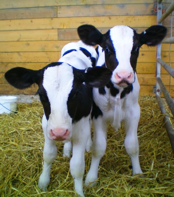 Yuk Belajar Budaya Bali AnakAnak Binatang Dalam Bahasa Bali