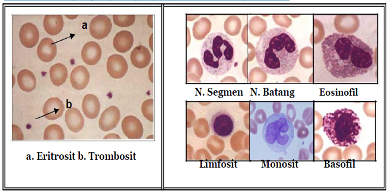 Pemeriksaan Sel Leukosit Pada Sediaan Apus Darah