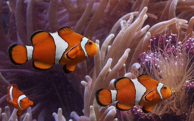 PEZ PAYASO AMPHIPRIONINAE Acuaria PEZ PAYASO AMPHIPRIONINAE Acuaria