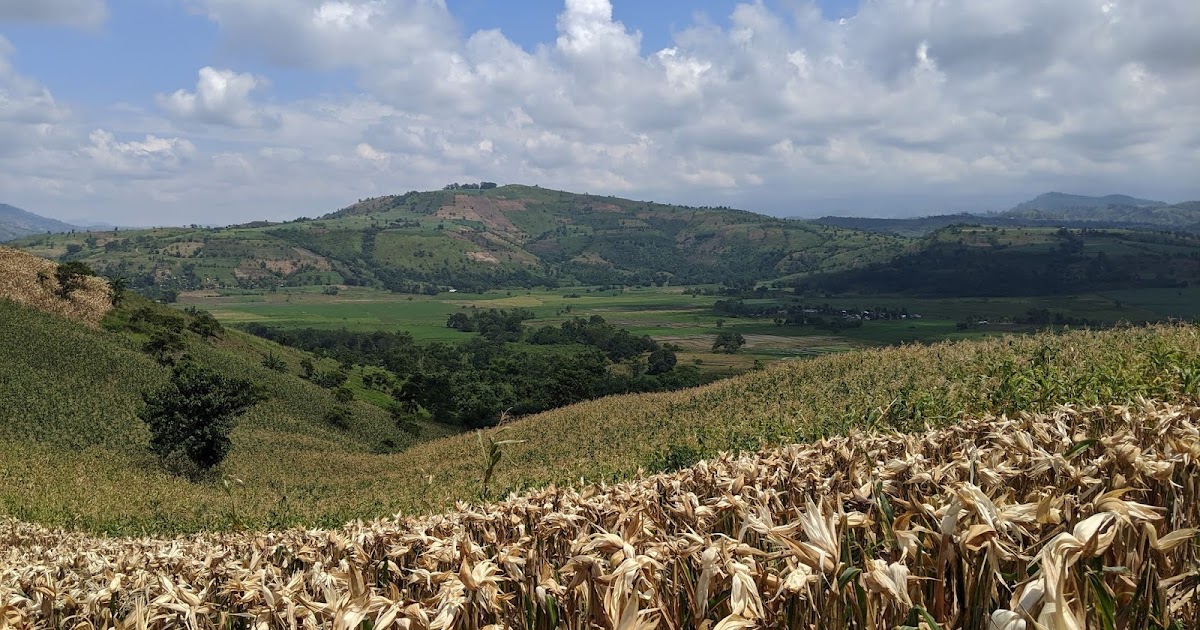 How Profitable is Corn Farming in Bukidnon?