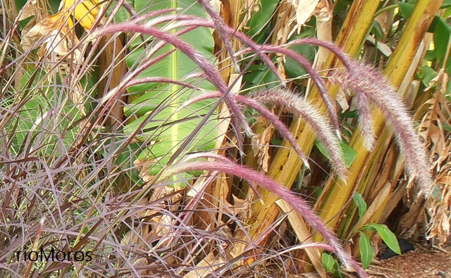 Panícula de Rabo de gato Pennisetum setaceum