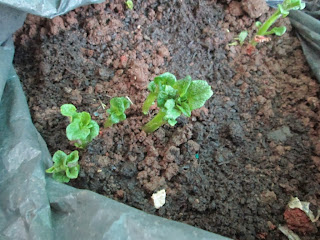 Sprouts coming out from potato seeds