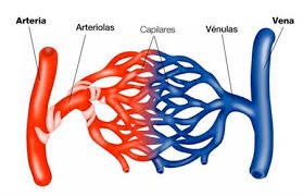 Los vasos sanguíneos y la sangre