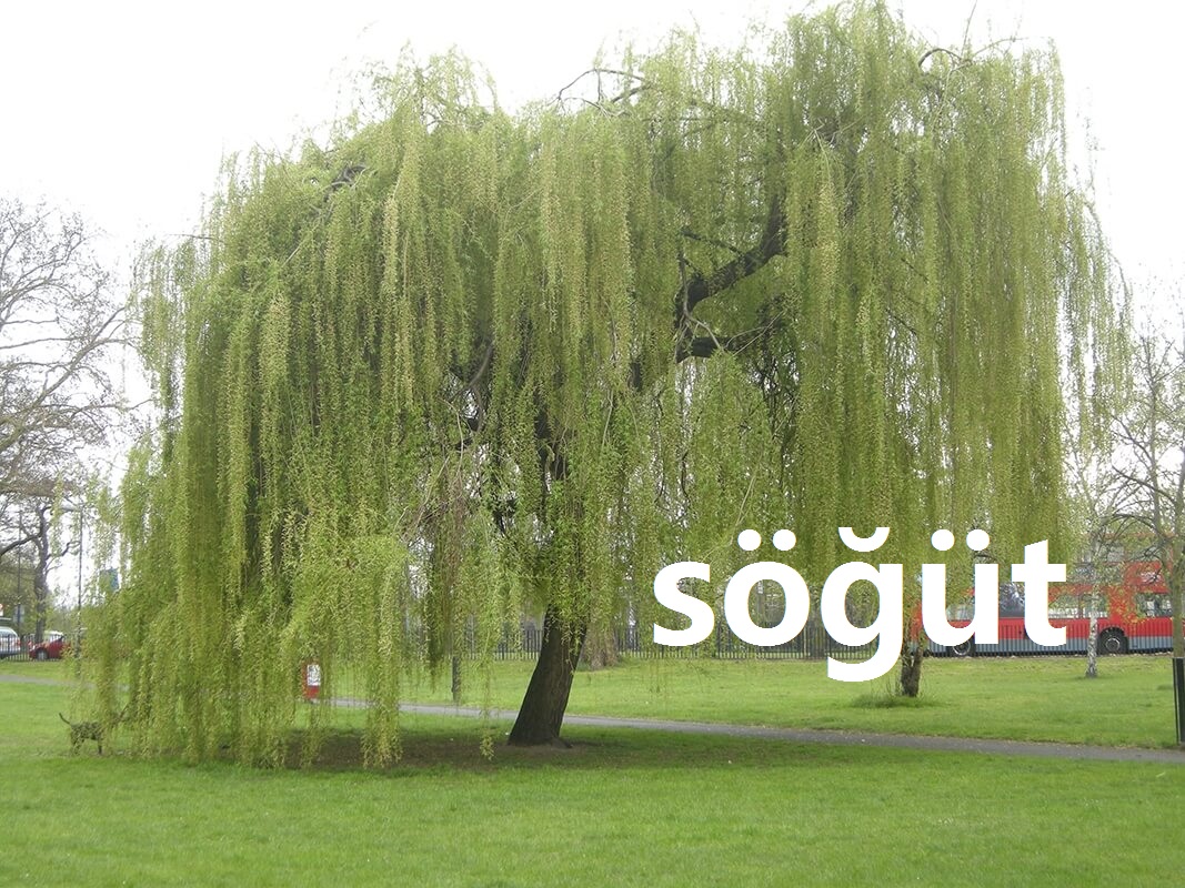 söğüt BilginCin